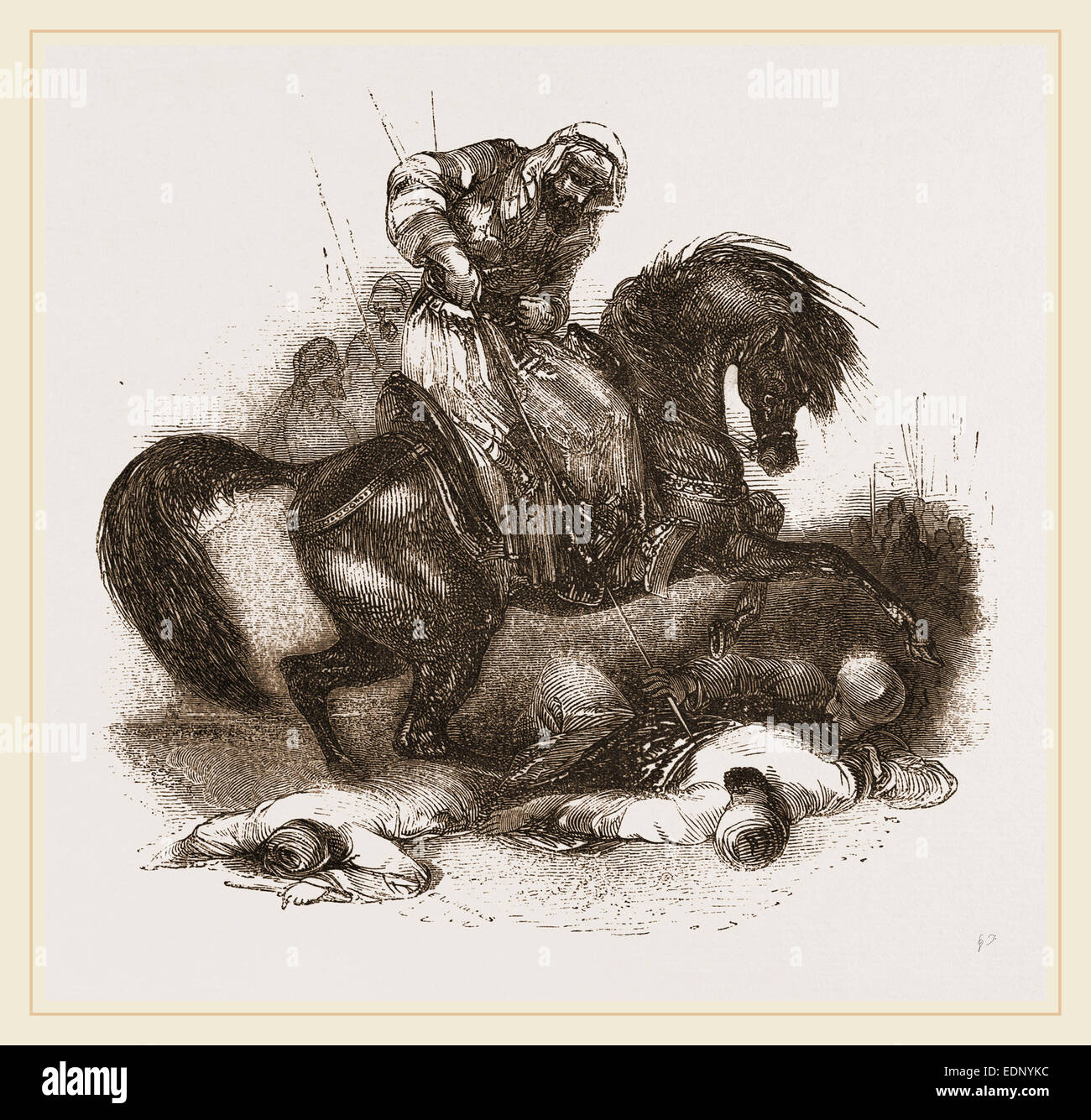 Arabian cheval de bataille Banque D'Images