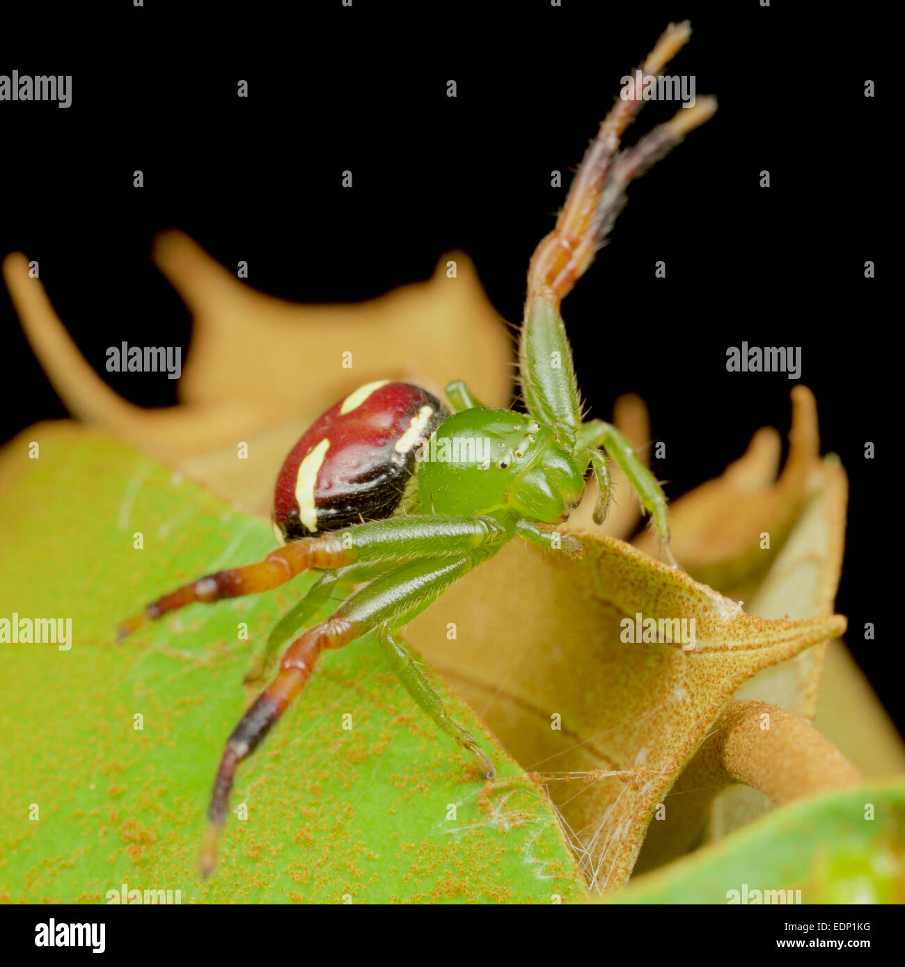 Thomisidae sp, le crabe araignée, la Thaïlande. Pang Sida National Park, Thaïlande. Banque D'Images