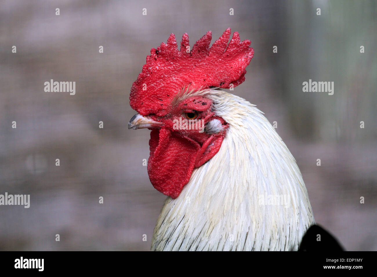 Portrait d'un poulet (Gallus gallus domesticus) . Banque D'Images