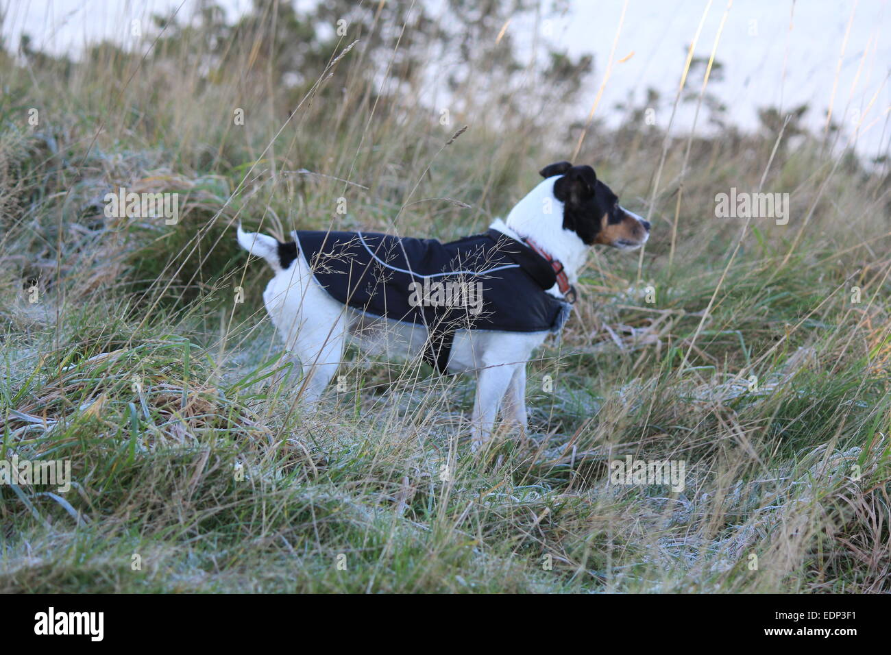 Modèles Jack Russell son nouveau manteau d'hiver sur un matin glacial... Banque D'Images