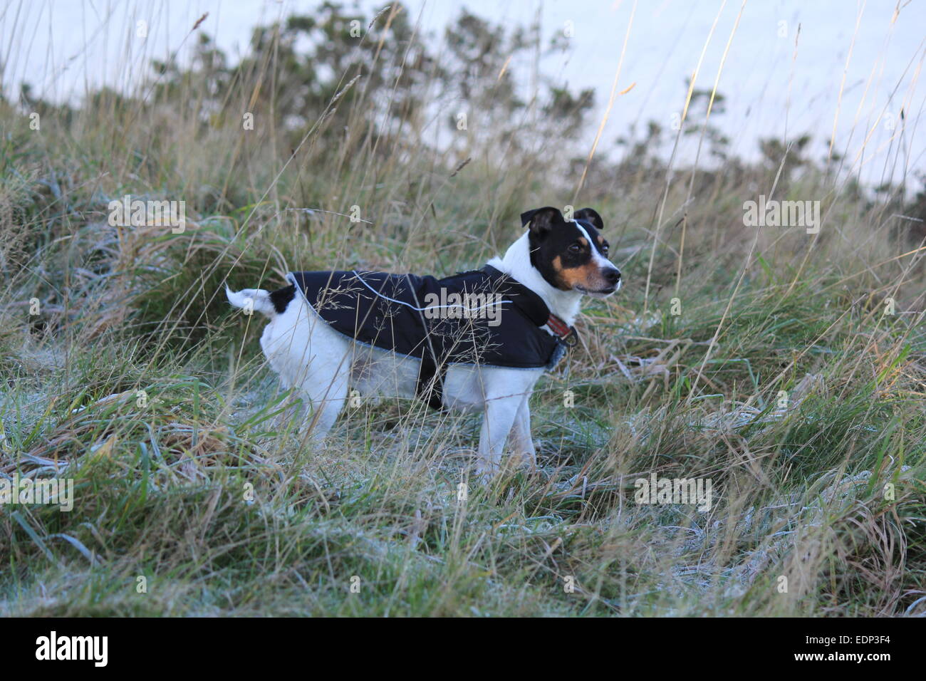 Un Jack Russell affiche fièrement son nouveau manteau d'hiver sur un matin glacial.. Banque D'Images