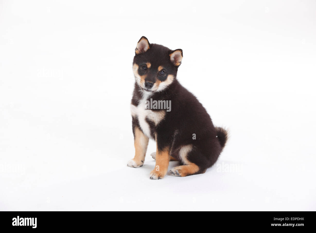 Shiba Inu, chiot, 9 semaines|Shiba Inu, Welpe, 9 Wochen Banque D'Images