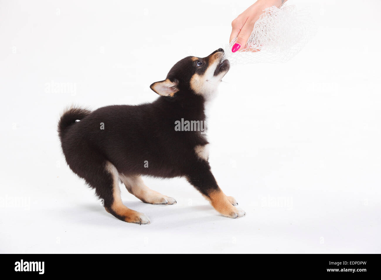 Shiba Inu, chiot, 9 semaines, Tug-of-war|Shiba Inu, Welpe, 9 Wochen, Zerrspiel Banque D'Images