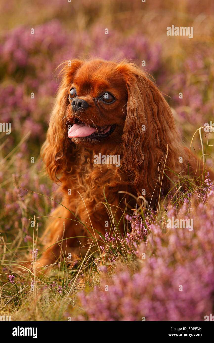 Cavalier King Charles Spaniel, Ruby, l'île de Texel, Pays-Bas|Cavalier King Charles Spaniel, Ruede, ruby, Texel, Pays-Bas Banque D'Images