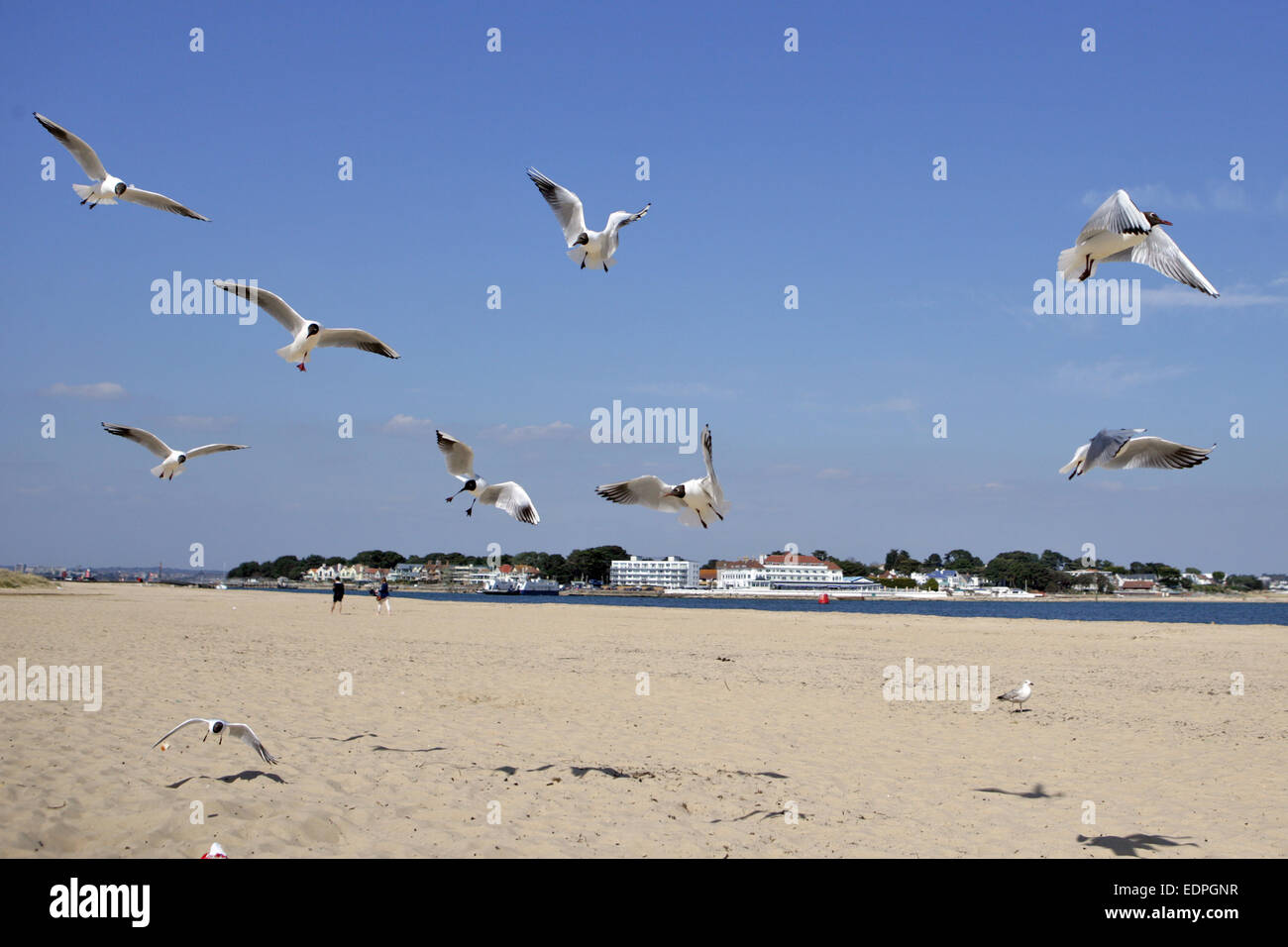 Les goélands en vol de Studland beach dans le Dorset, UK. Banque D'Images