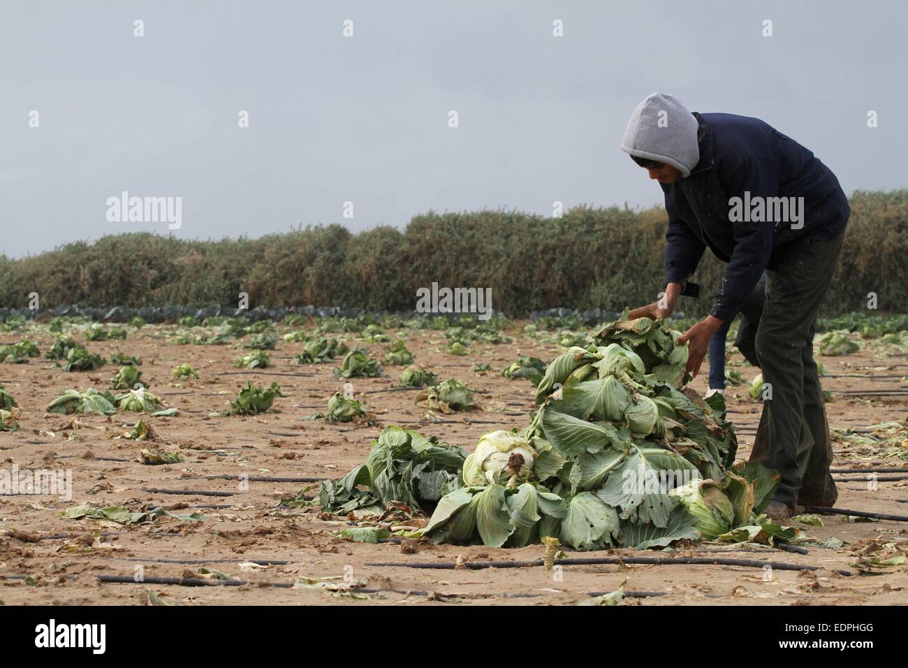 La ville de Gaza, bande de Gaza, territoire palestinien. 1er janvier 2000. Un agriculteur palestinien recueille des cultures de choux endommagés lors d'une forte tempête hivernale, dans la ville de Gaza le 8 janvier 2015. De fortes pluies et des températures près du point de congélation dans l'approche de l'orage a menacé d'approfondir la misère dans les rues de Gaza, où sont encore jonché d'épave d'un 50 jours de guerre avec Israël l'été dernier, des milliers de personnes vivent dans des abris de l'ONU et des maisons endommagées et la puissance est sur que six heures par jour © Mohammed Asad APA/Images/ZUMA/Alamy Fil Live News Banque D'Images