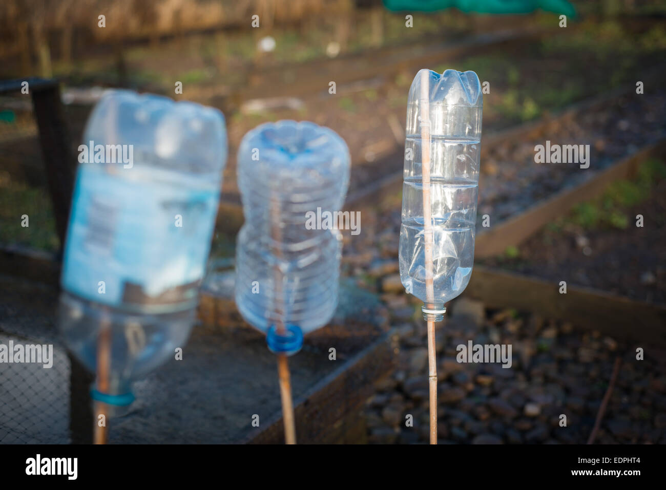 Les bouteilles en plastique utilisés sur site pour les oiseaux d'effarouchement allotissement Banque D'Images