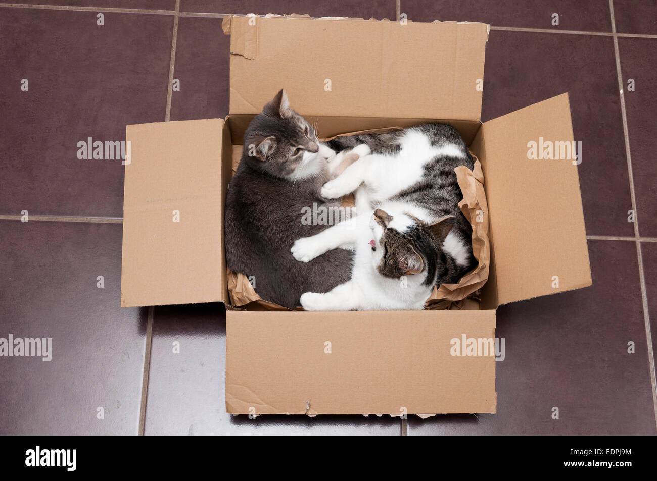 Les chats en boîte carton Photo Stock - Alamy