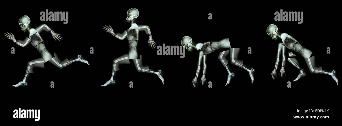 Les droits de l'os est en cours d'exécution. (Étape de faire une course),(corps entier : tête cou dos épaule coude du bras arrière avant-bras Poignet main doigt thor Banque D'Images