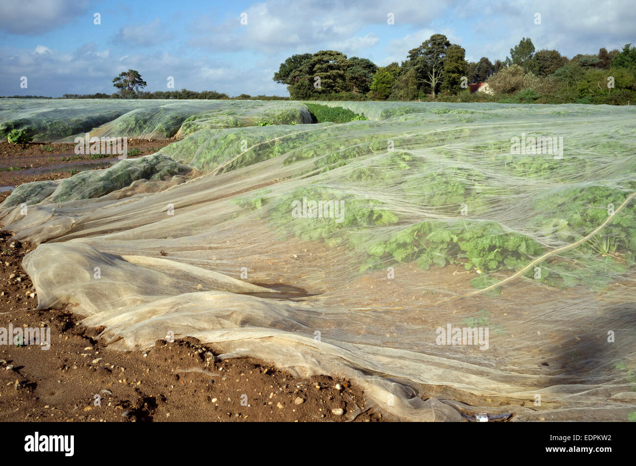 Les légumes qui poussent sous fleece Banque D'Images