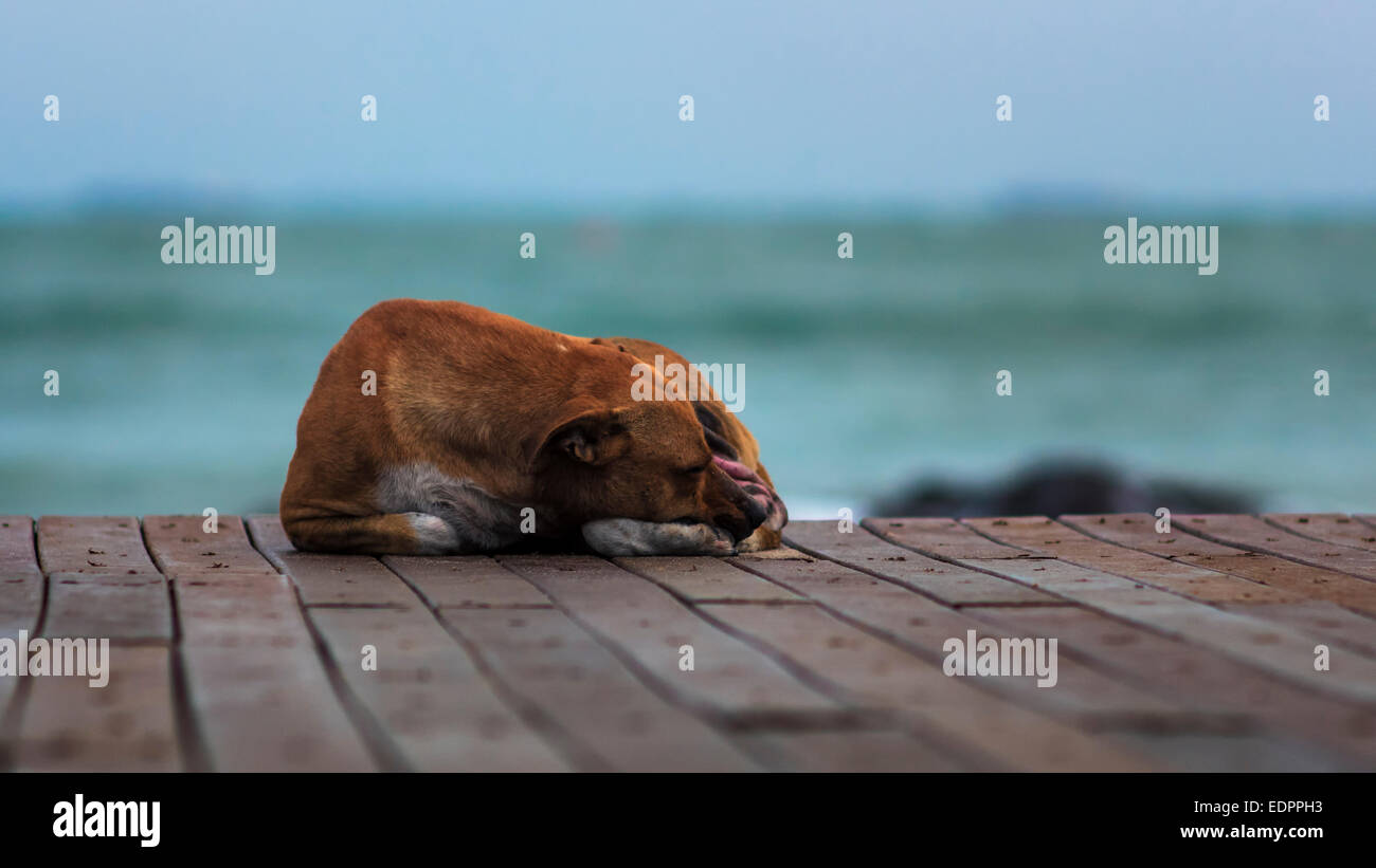 Près de la plage de repos chien Banque D'Images