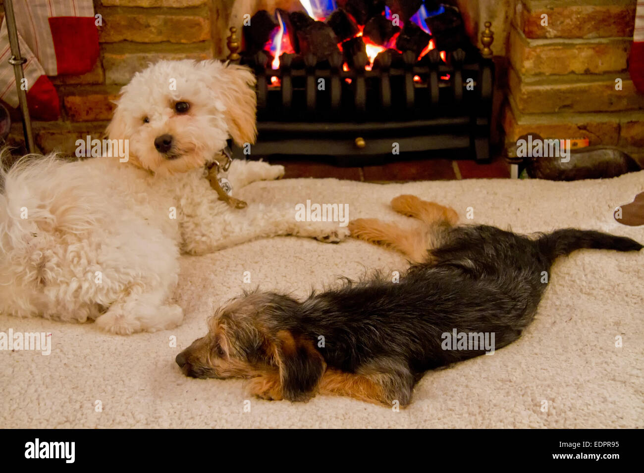 Chien et chiot terrier Cavapoo en face d'une cheminée Banque D'Images