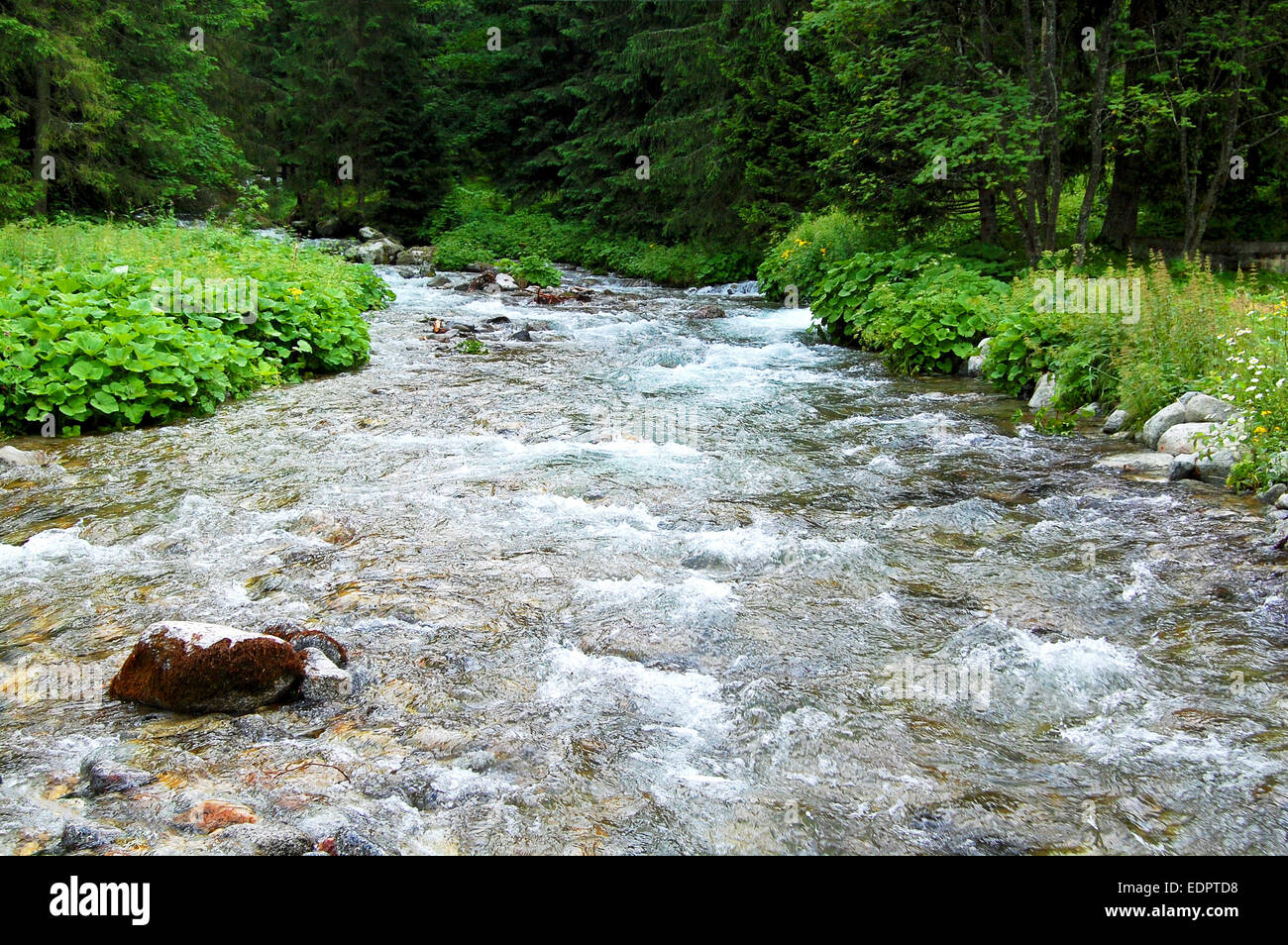 Rapide sauvage ruisseau de montagne au milieu de la forêt Banque D'Images