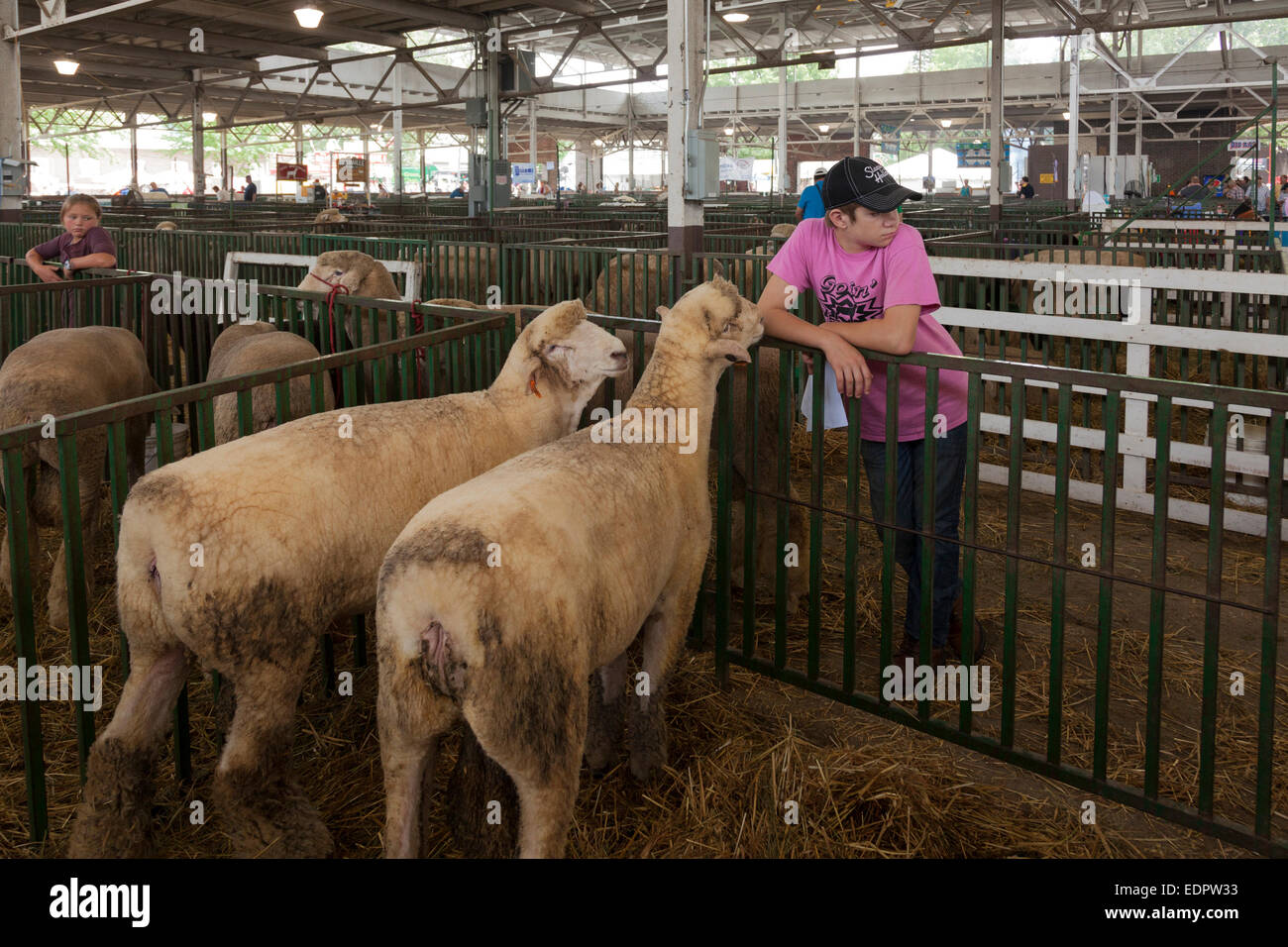 Jeune garçon avec des moutons. Foire de l'état de l'Iowa, Des Moines. Banque D'Images