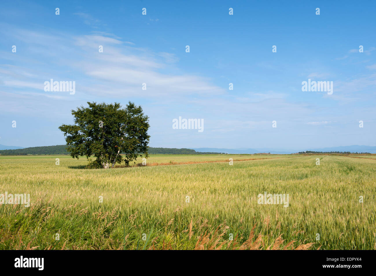 Bouleau solitaire dans un champ de blé près de St Lawrence River, région de Kamouraska, province de Québec, Canada. Banque D'Images Bouleau solitaire dans un champ de blé près de St Lawrence River, région de Kamouraska, province de Québec, Canada. Banque D'Images