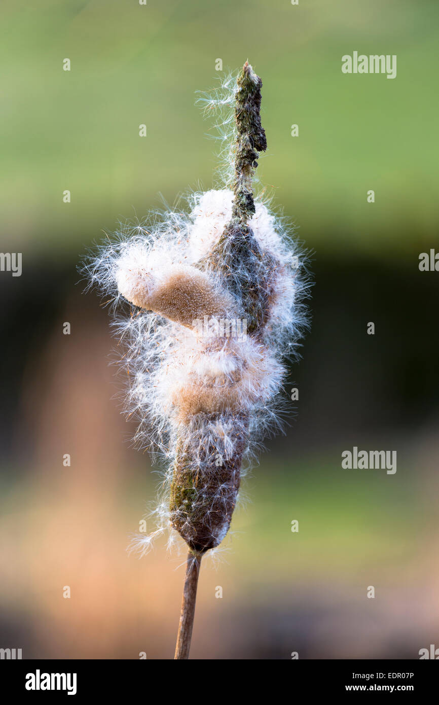 La dispersion des semences de graminées carex un bullrush, Cyperaceae, dans des milieux humides en Royaume-Uni Banque D'Images