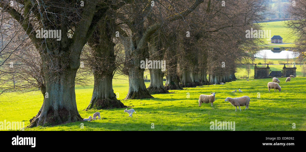 Moutons - brebis avec agneaux, Ovis aries, dans Cotswold paysage près de Naunton, les Cotswolds, Gloucestershire, Royaume-Uni Banque D'Images