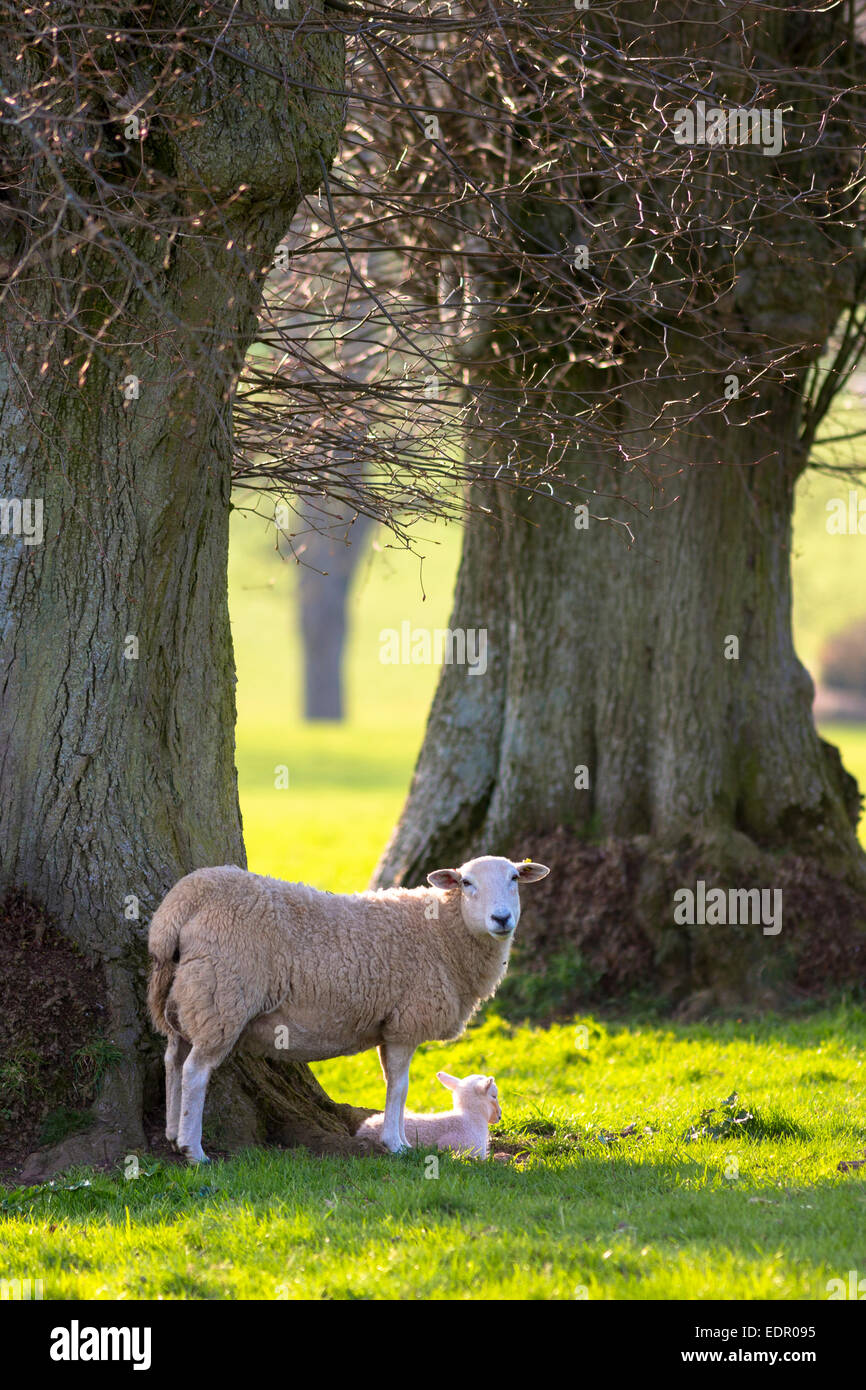 Moutons - brebis avec agneau, Ovis aries, près de Naunton dans les Cotswolds, Gloucestershire, Royaume-Uni Banque D'Images