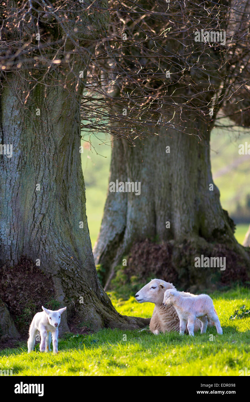 Moutons - brebis avec agneaux, Ovis aries, près de Naunton dans les Cotswolds, Gloucestershire, Royaume-Uni Banque D'Images