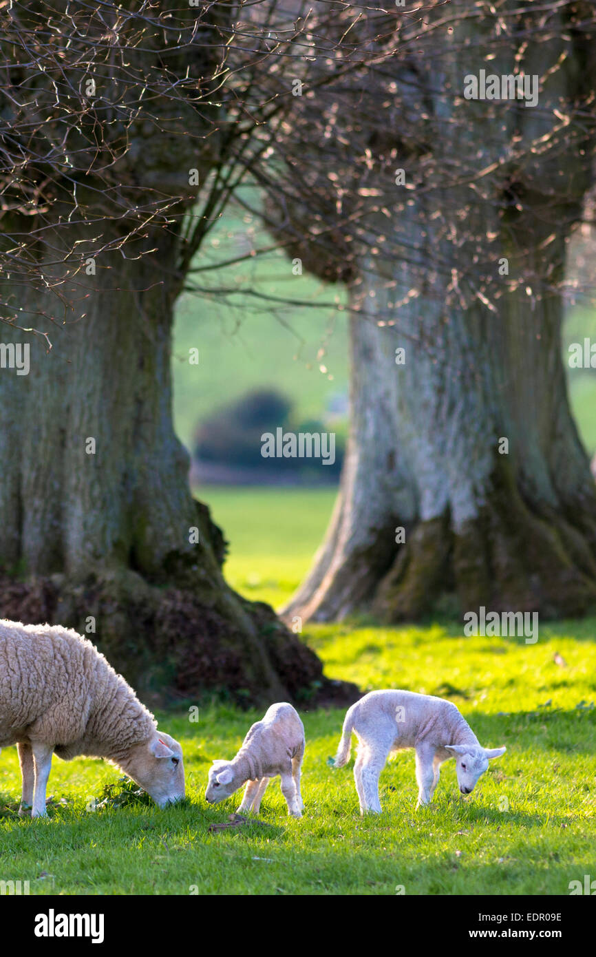 Moutons - brebis avec agneaux, Ovis aries, près de Naunton dans les Cotswolds, Gloucestershire, Royaume-Uni Banque D'Images