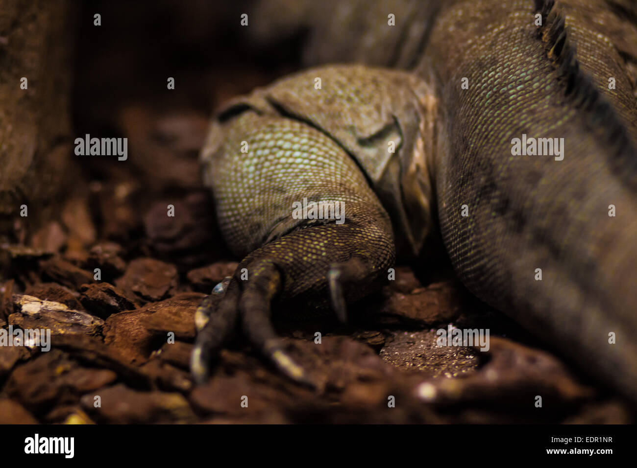 Patte de l'iguane rhinocéros des Caraïbes (Cyclura cornuta) Banque D'Images