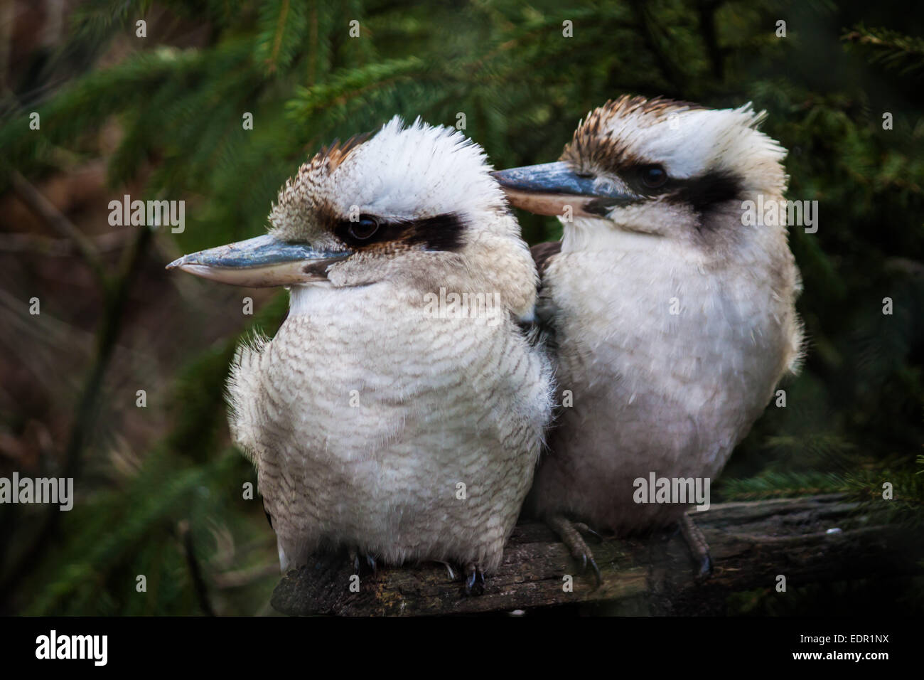 Paire de Laughing Kookaburra Dacelo novaeguineae) ( Banque D'Images