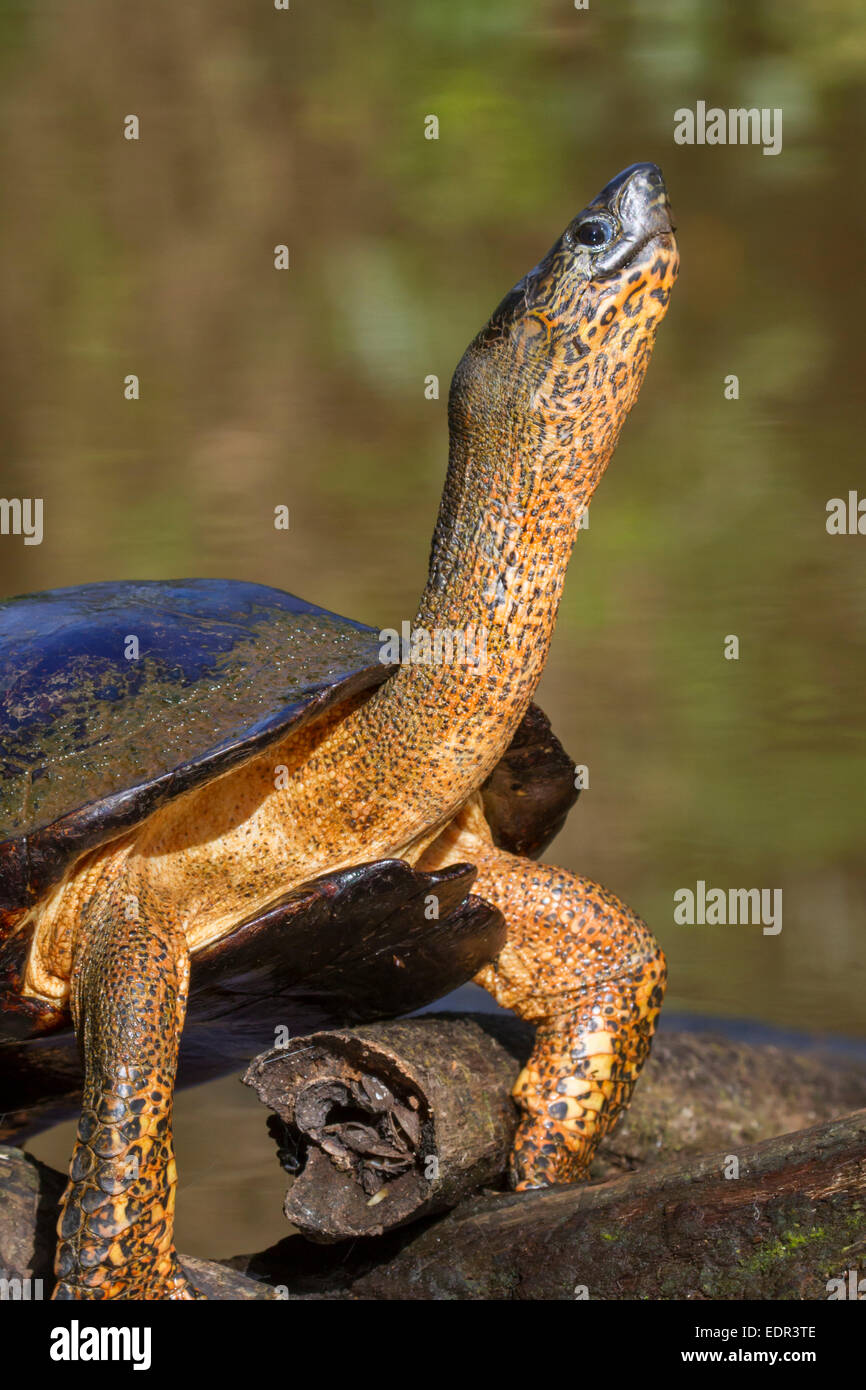 Rivière Noire (tortue Rhinoclemmys funerea) en prenant le soleil, Tortuguero, Costa Rica. Banque D'Images