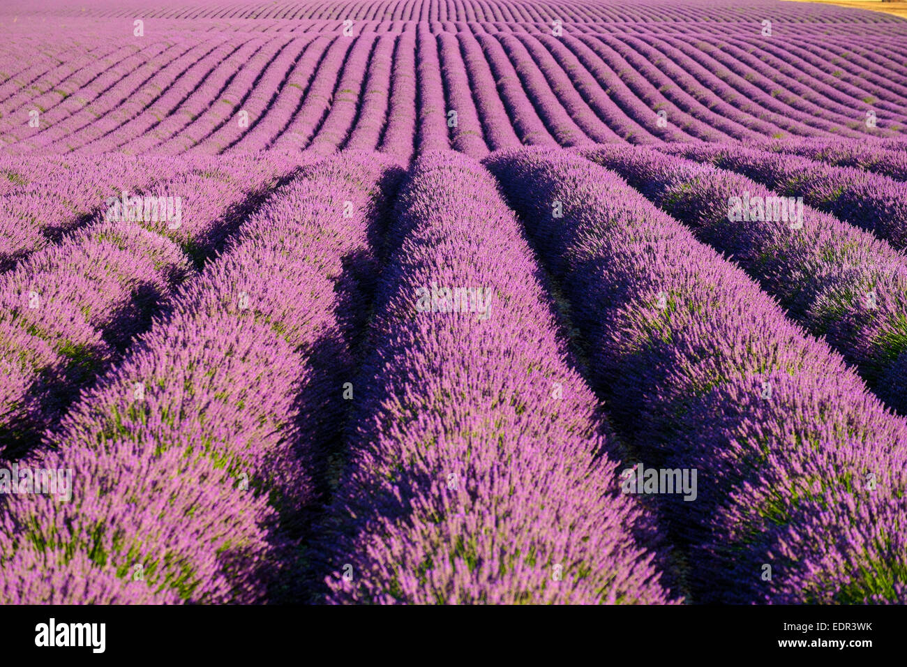 Rangées de lavande pourpre de hauteur de fleurissent au début de juillet dans un champ sur le Plateau de Valensole près de Montagnac-montpezat Banque D'Images