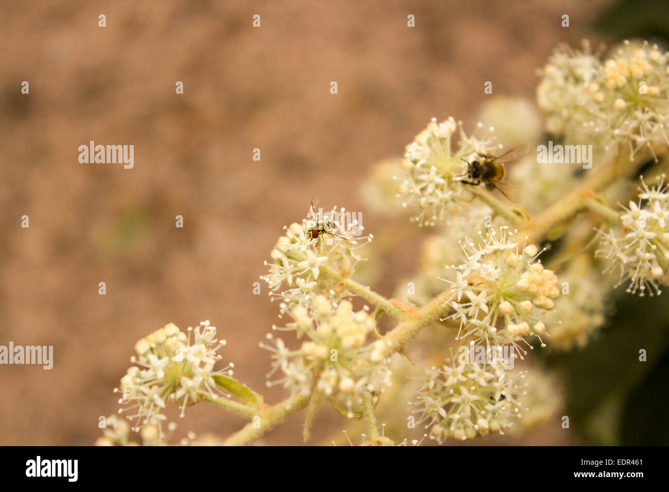Vol stationnaire fly affichage ressemblant à une autre espèce de mimétisme ; pour la protection- plus précisément qui ressemble à une guêpe. Banque D'Images