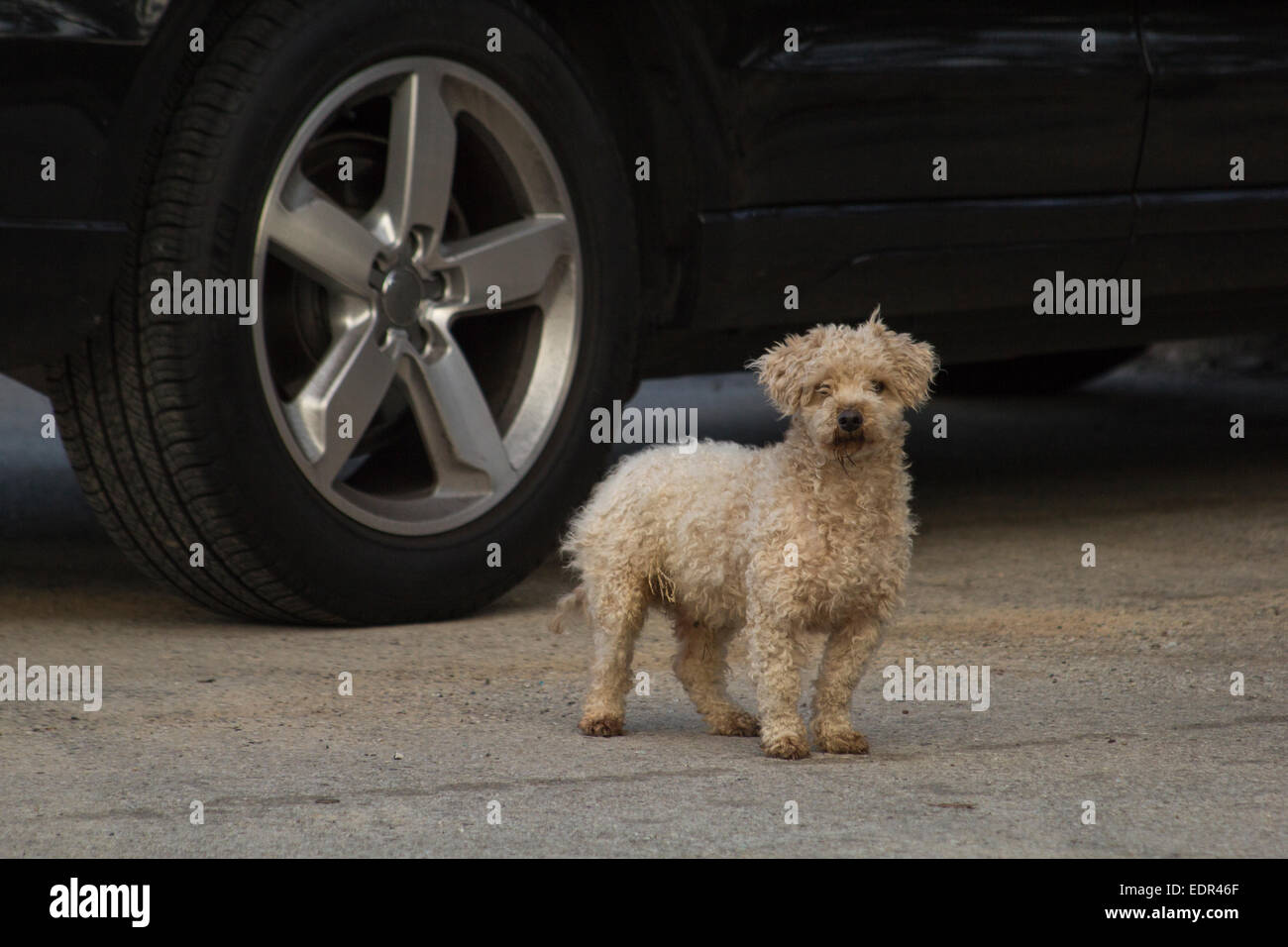 Chien de race mix à l'extérieur par une journée d'hiver- un caniche bichon je crois. Banque D'Images