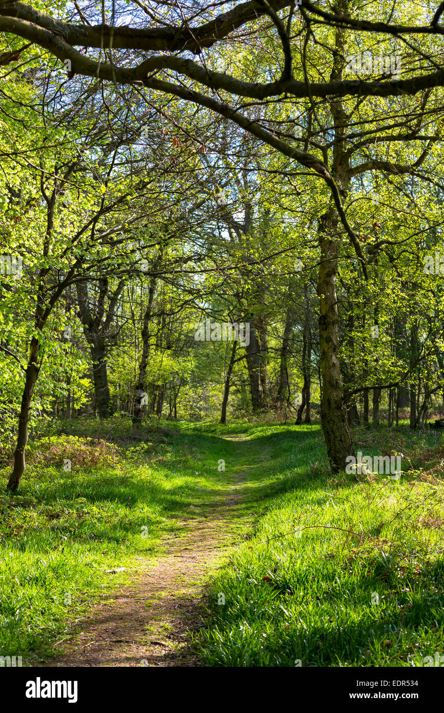 Pays de Marche sur sentier nature dans les bois Bruern dans les Cotswolds, Oxfordshire, UK Banque D'Images