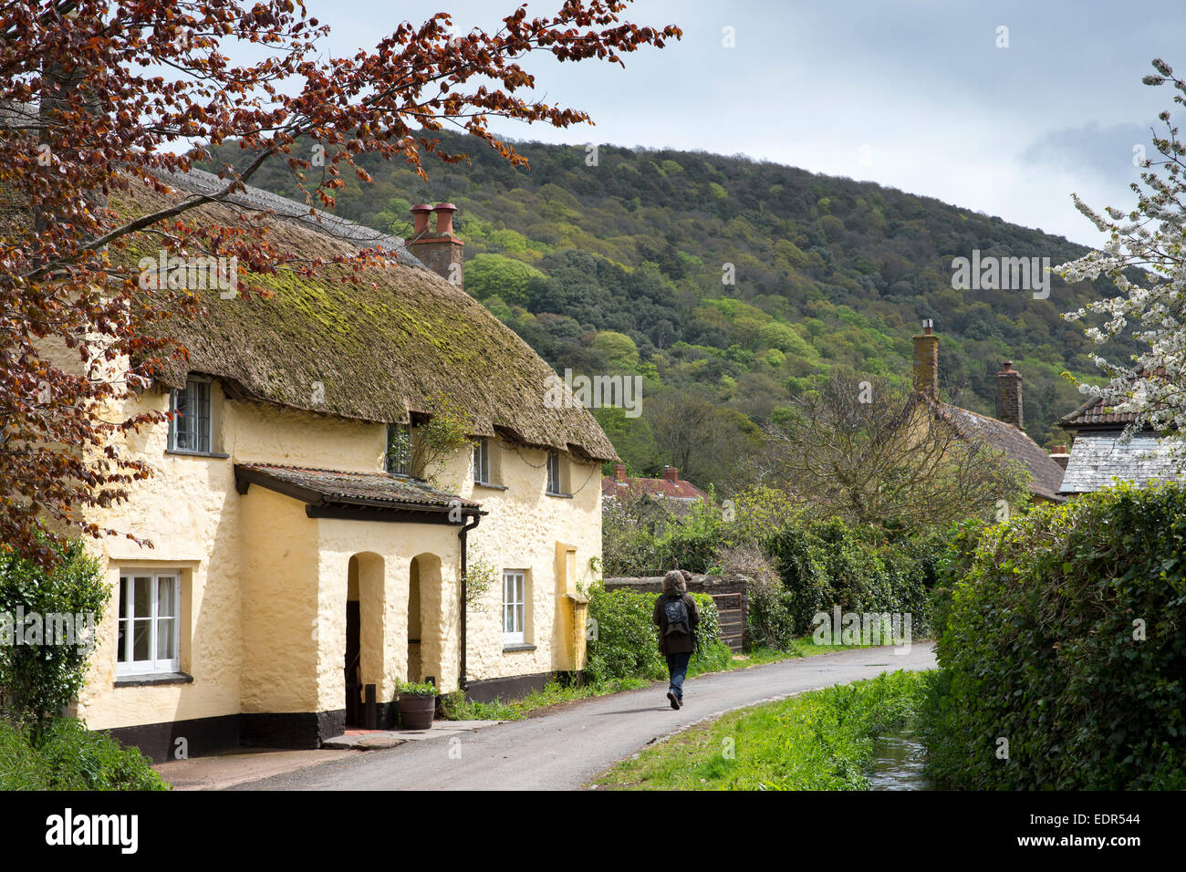 Lone walker passe village pittoresque traditionnel thatched cottage dans Bossington dans Exmoor, Somerset, Royaume-Uni Banque D'Images