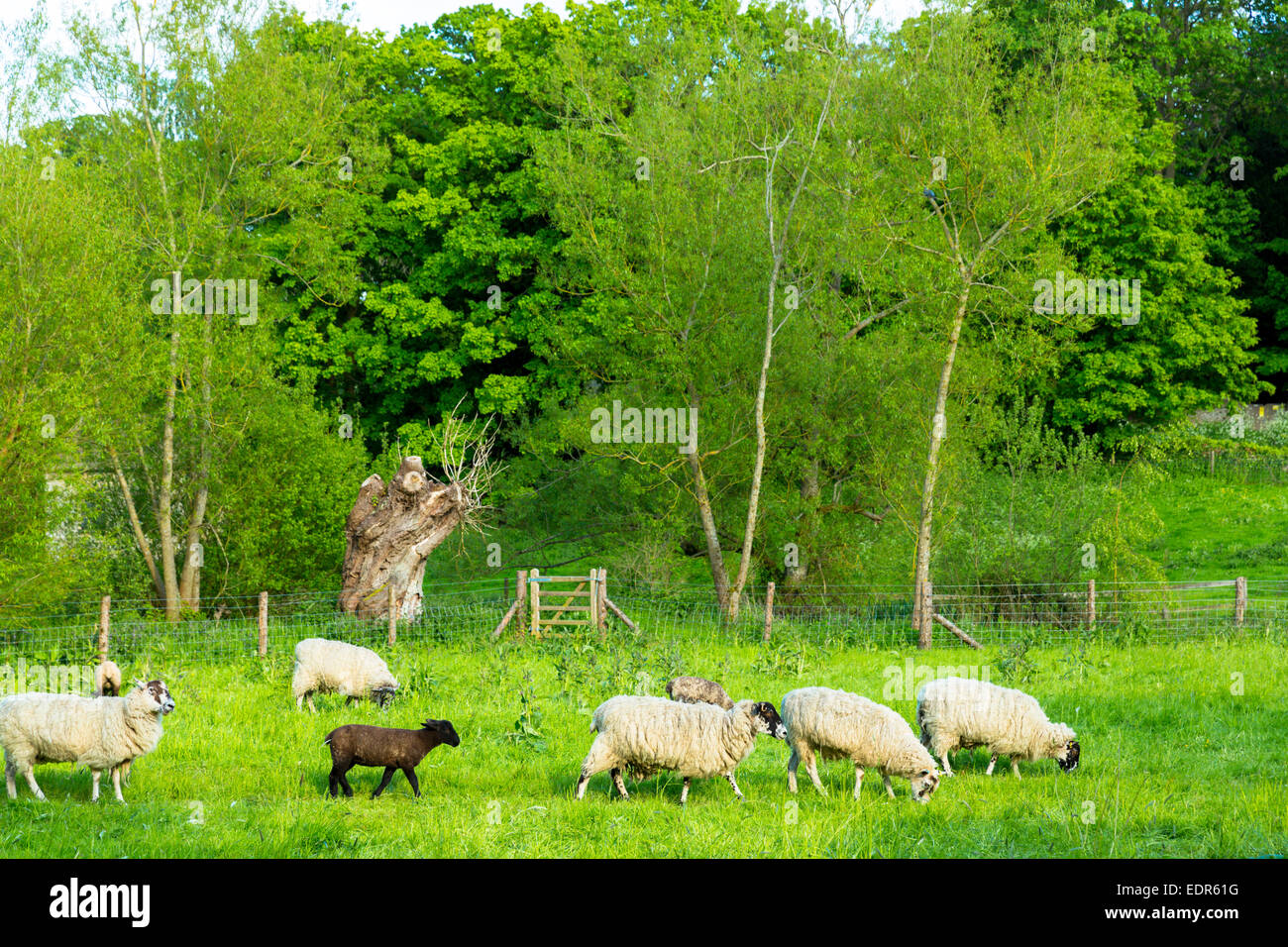 Un troupeau de moutons noirs parmi les moutons blancs dans le pré à Eastleach Martin dans les Cotswolds, Royaume-Uni Banque D'Images