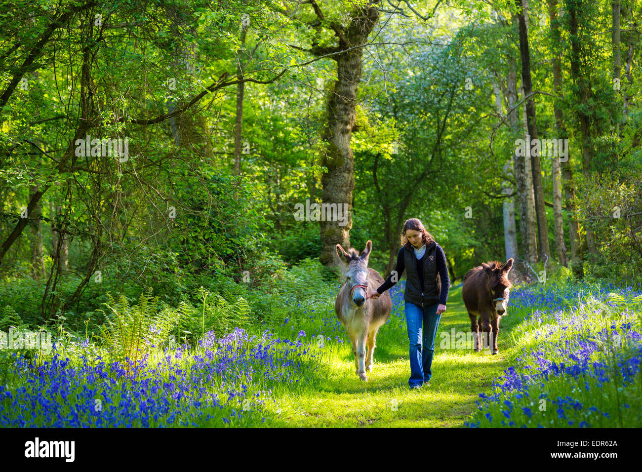 Femme menant un âne, Equus africanus asinus, par Bruern bluebell wood dans les Cotswolds, Royaume-Uni Banque D'Images