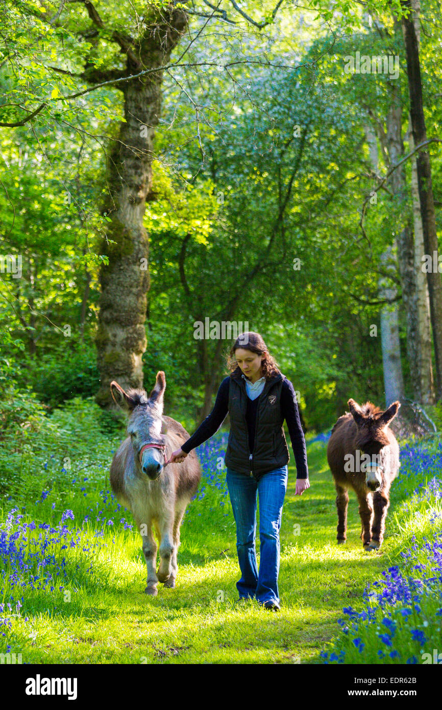 Femme menant un âne, Equus africanus asinus et se dirigeaient à travers bois bluebell Bruern dans les Cotswolds, Royaume-Uni Banque D'Images