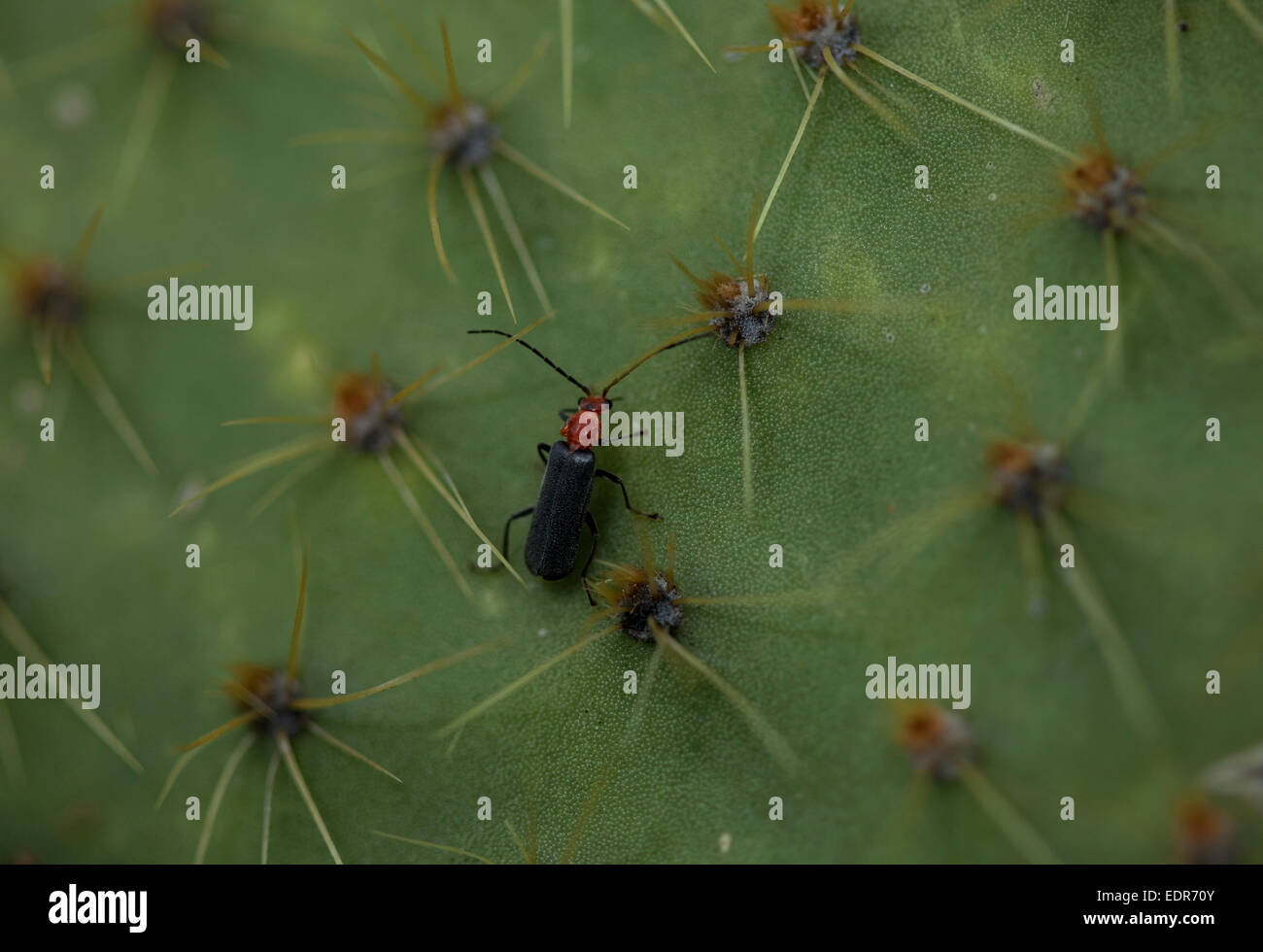 Un bug est perché sur un cactus avec la forme d'un cœur en, Wirikuta Real de Catorce, San Luis Potosi, Mexique Banque D'Images