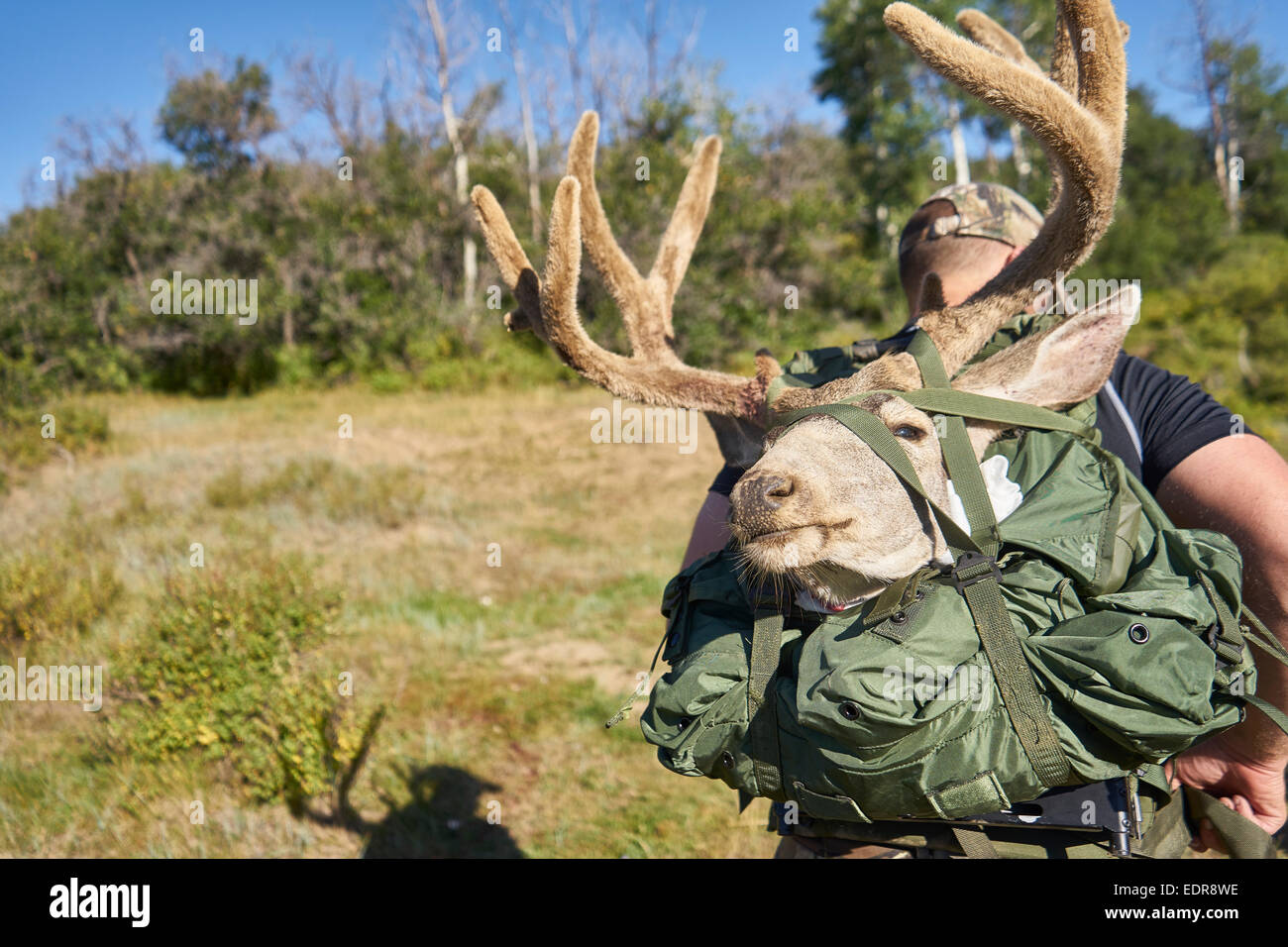 La chasse au cerf dans Pagosa Springs au Colorado. Banque D'Images