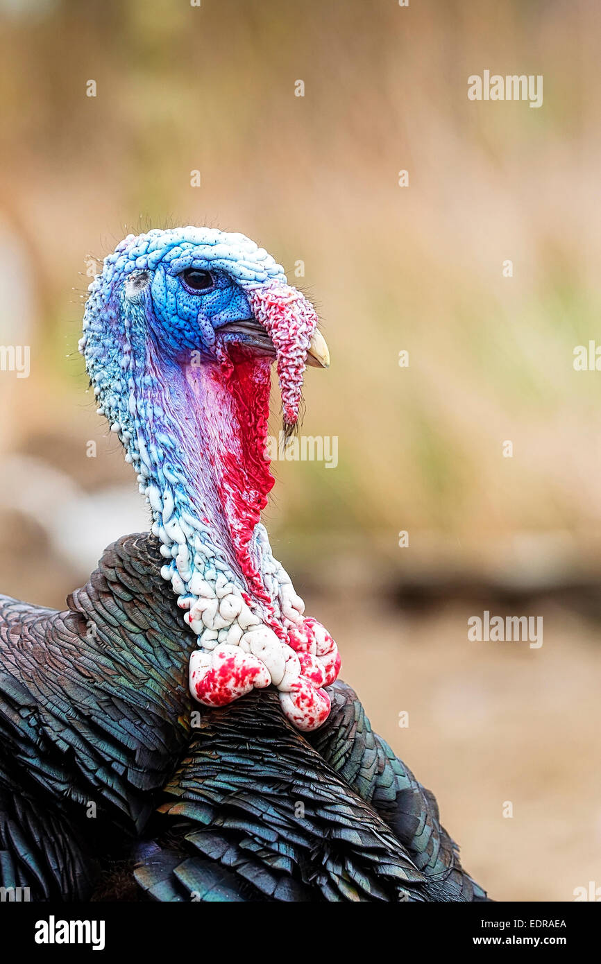 La Turquie sur la ferme, un portrait Banque D'Images