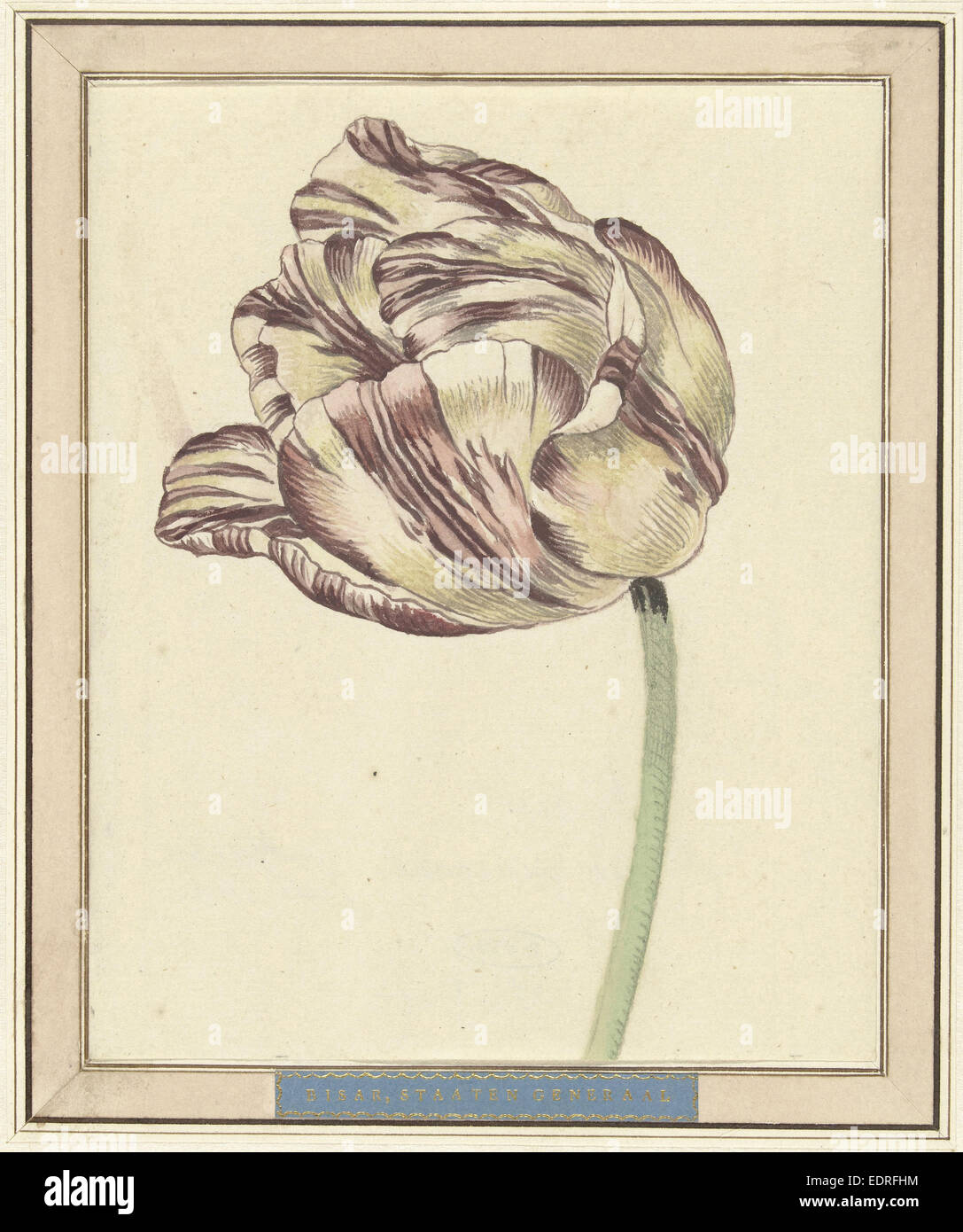 Tulip, nommé Bisar, Staaten général, Daniël Marot (II) Banque D'Images