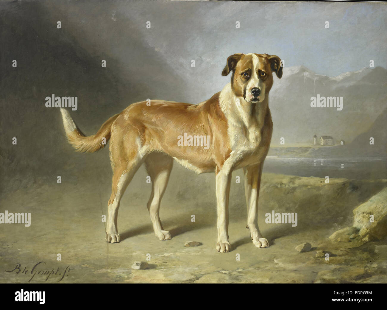 Chien Saint Bernard, Bernard te Gempt, ch. 1850 - c. 1879 Banque D'Images