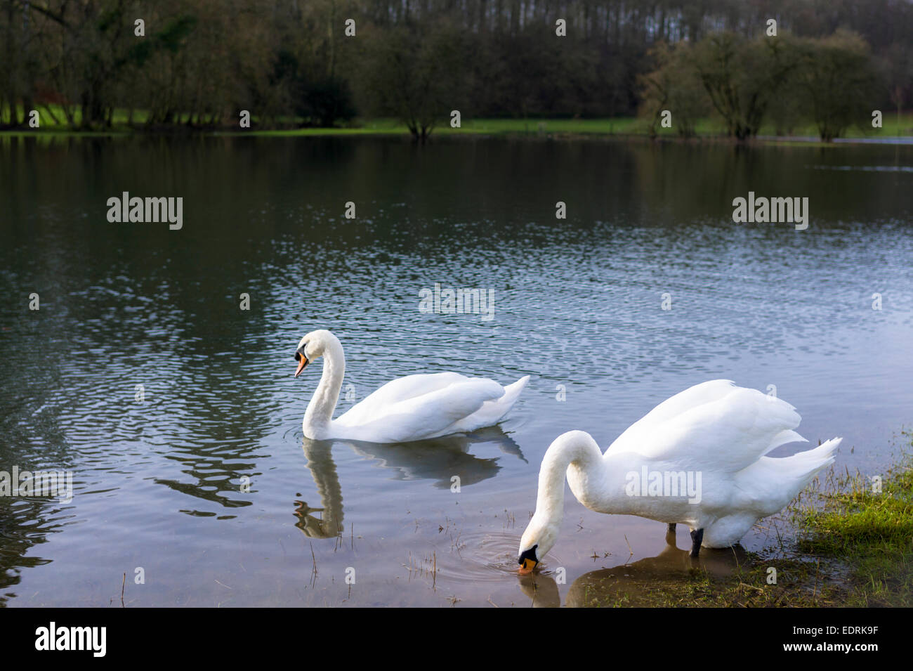 Paire de cygnes tuberculés - mâle et femelle cob Swan Swan Cygnus olor - stylo, sur la rivière Windrush, B-1541 dans les Cotswolds, England, UK Banque D'Images