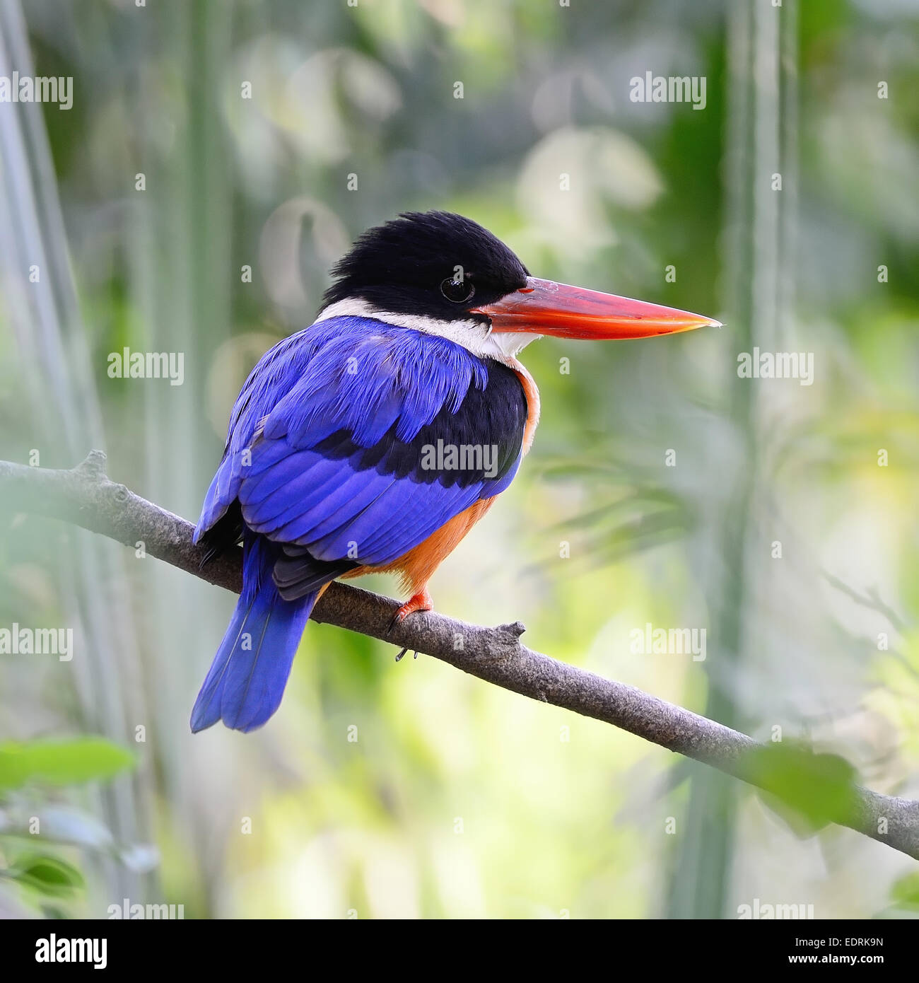 Bel oiseau, Kingfisher Kingfisher noire (Halcyon pileata), debout sur une branche, profil arrière Banque D'Images