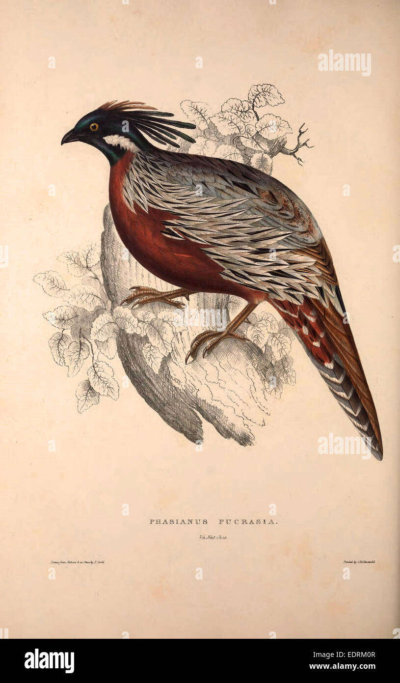 Phasianus pucrasia Banque de photographies et d???images ?? haute