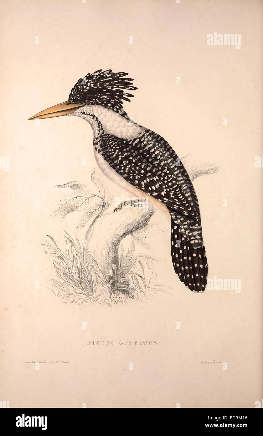 Alcedo guttatus. Les oiseaux de l'Himalaya, gravure 1831 par Elizabeth Gould et John Gould. John Gould Banque D'Images