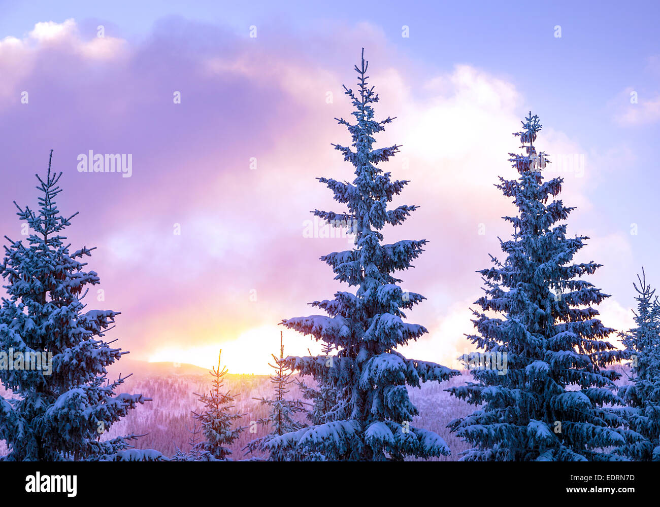 Beau paysage d'hiver, de magnifiques sapins couverts de haut avec la neige fraîche et blanche dans une légère lumière au coucher du soleil, la beauté de l'hiver Banque D'Images