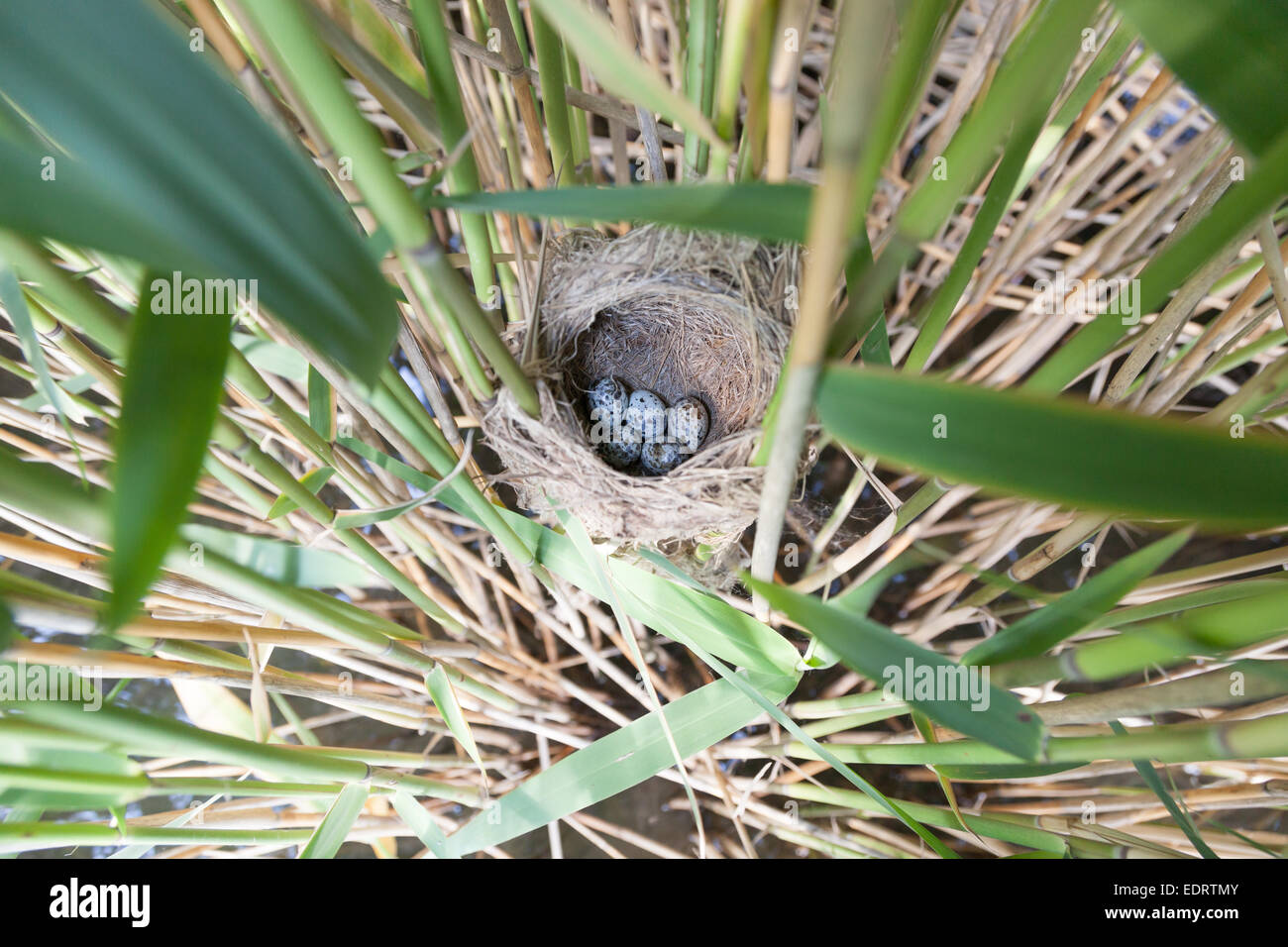Le grand nid de Reed Warbler (Acrocephalus arundinaceus) dans la nature. Banque D'Images