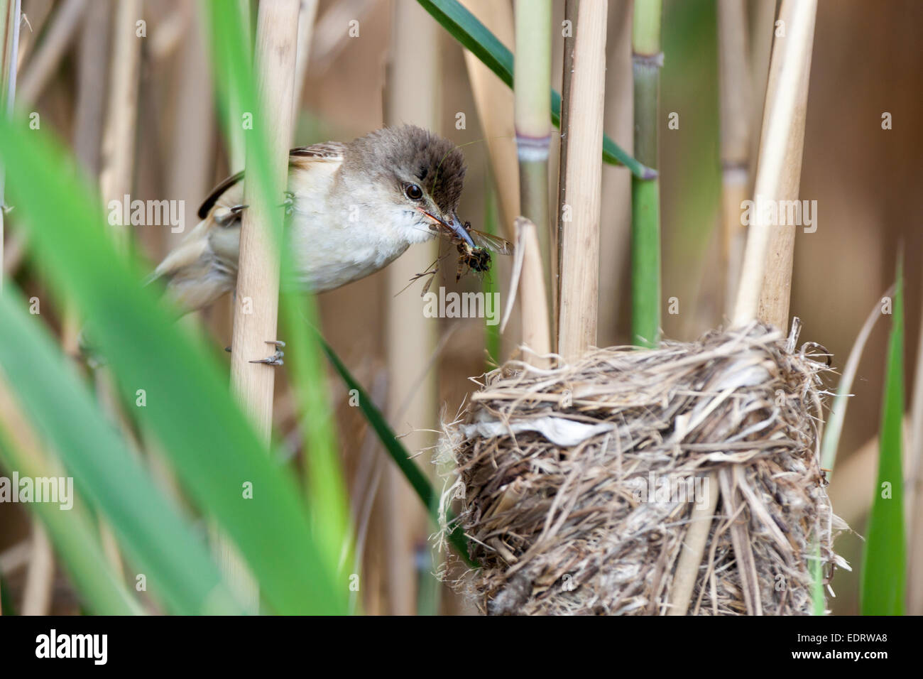 Le grand nid de Reed Warbler (Acrocephalus arundinaceus) dans la nature. Banque D'Images