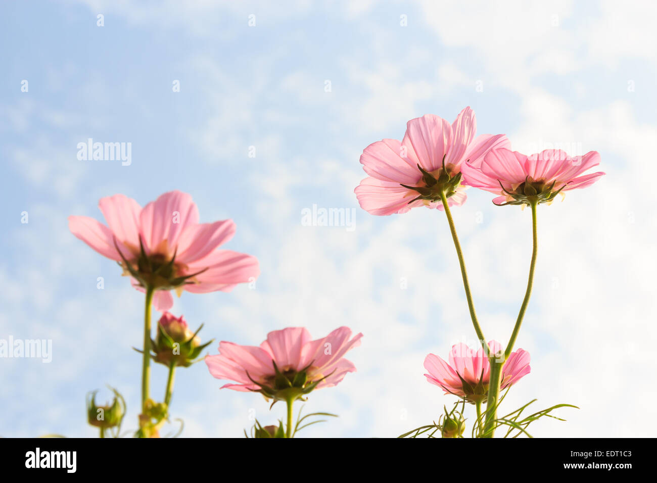 Pink cosmos (Cosmos sulphureus) et à pétale et nuageux ciel bleu Banque D'Images