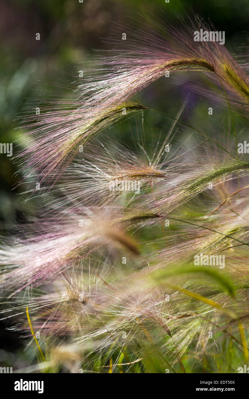 Hordeum jubatum graminées ornementales à l'été 2014 Banque D'Images