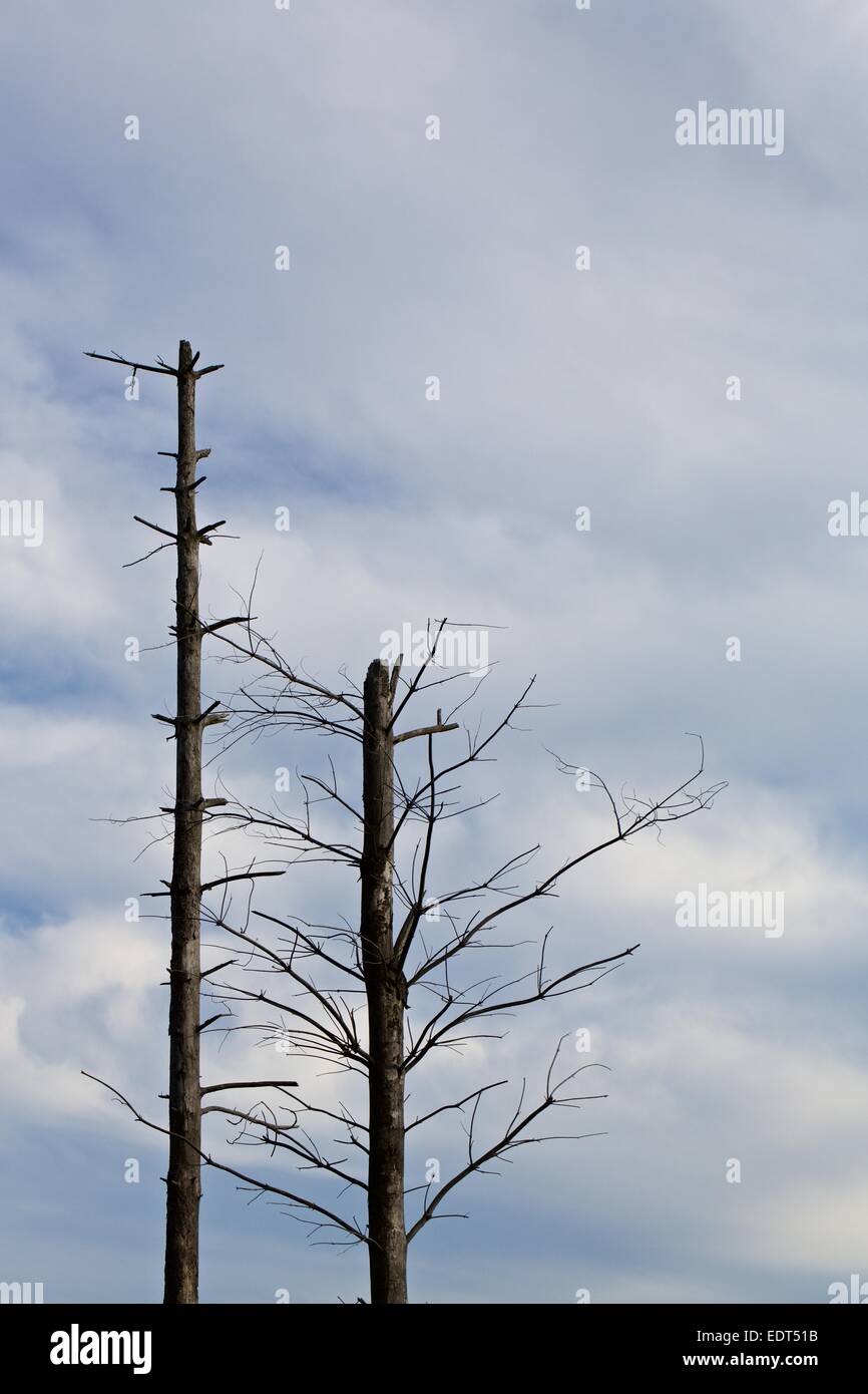 Les arbres morts en silhouette contre un partiellement nuageux ciel bleu Banque D'Images